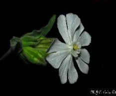 Silene latifolia