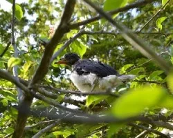 Cyanocorax affinis