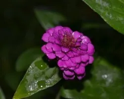 Zinnia