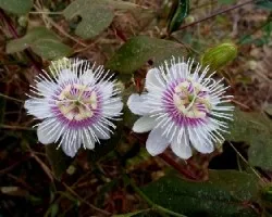 Passiflora foetida