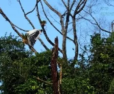 Leucopternis albicollis