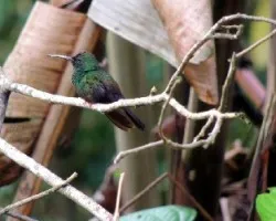 Chalybura urochrysia