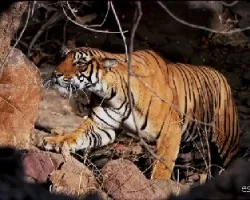 Safari en casa!