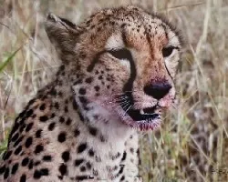 Felinos en casa