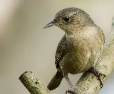 Troglodytes aedon