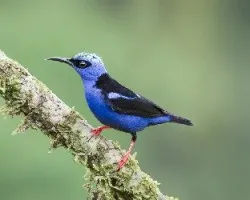 Cyanerpes cyaneus