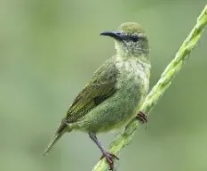 Cyanerpes cyaneus