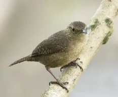 Troglodytes aedon