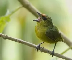 Euphonia gouldi