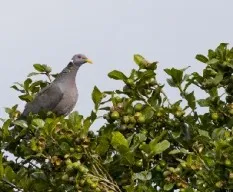 Patagioenas fasciata