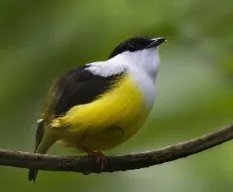 Manacus candei