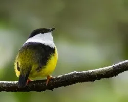 Manacus candei