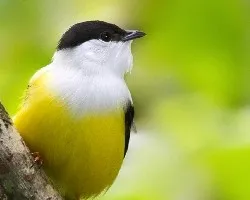 Manacus candei