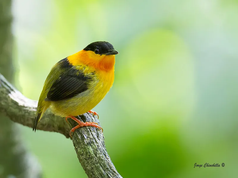 Carara National Park, Central Pacific, Costa Rica, Central America.