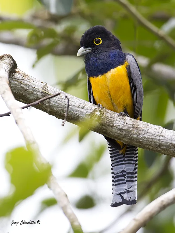 Chachagua, San Ramón, Alajuela, Costa Rica, Central America.