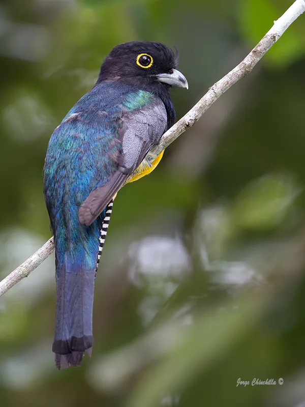 Carara National Park, Central Pacific, Costa Rica, Central America.