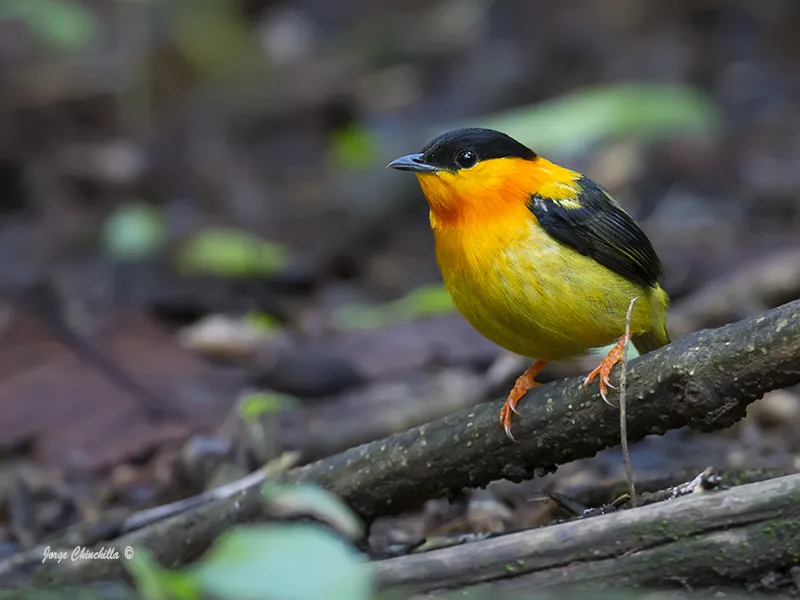 Carara National Park, Central Pacific, Costa Rica, Central America.