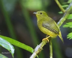 Manacus aurantiacus