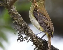 Attila spadiceus
