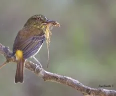 Attila spadiceus