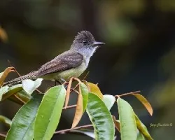 Myiarchus crinitus