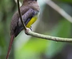 Trogon rufus