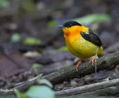 Manacus aurantiacus