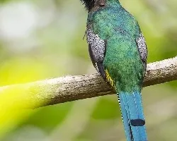 Trogon rufus