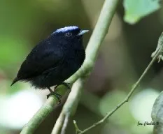 Pipra coronata