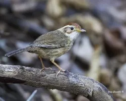 Pellorneum ruficeps