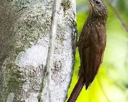 Xiphorhynchus susurrans