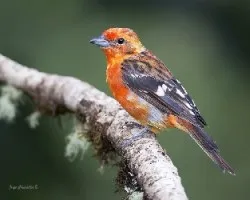 Piranga bidentata