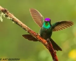 Eugenes fulgens