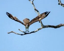 Pandion haliaetus