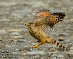 Buteo magnirostris