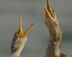 Phalacrocorax carbo