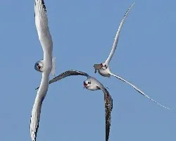 Larus ridibundus