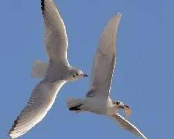 Larus ridibundus