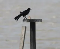 Quiscalus mexicanus