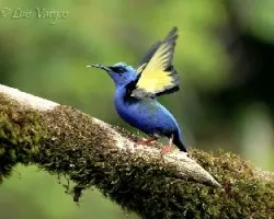 Cyanerpes cyaneus