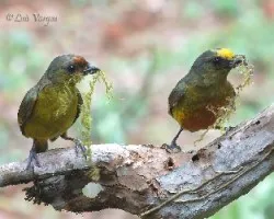 Euphonia gouldi