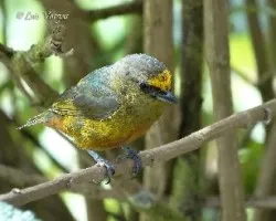 Euphonia gouldi