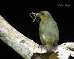 Euphonia gouldi