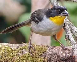 Atlapetes albinucha