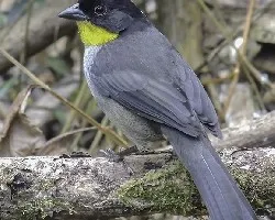 Atlapetes albinucha