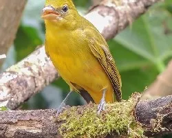 Piranga rubra