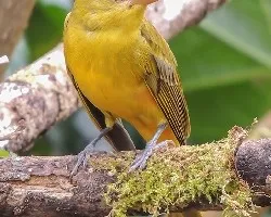 Piranga rubra
