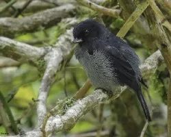 Diglossa plumbea