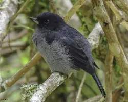 Diglossa plumbea