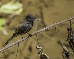 Sayornis nigricans